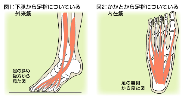 足のアーチをつくる外来筋と内在筋 第18回 足のアーチをつくる その2 糖尿病特集サイト メディマグ 糖尿病